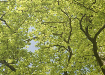 Nisko: Wiatr wyrwał z korzeniami zdrowe drzewo w parku