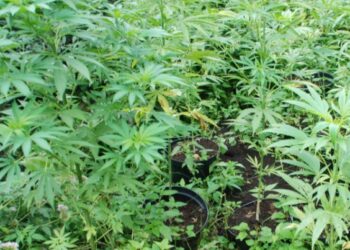 Mielec:  Dwóch braci odpowie za uprawę narkotyków