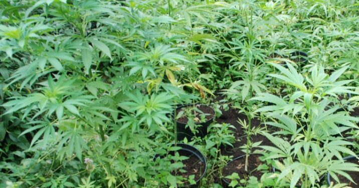 Mielec:  Dwóch braci odpowie za uprawę narkotyków