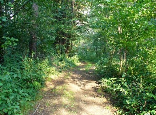 Sandomierz: Dziś i w środę odkomarzanie miasta.
