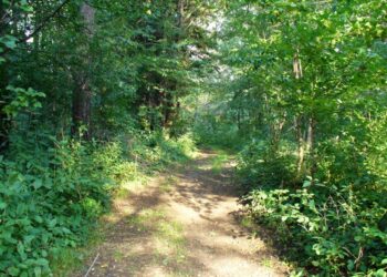 Tarnobrzeg. Kradzieże w lesie.