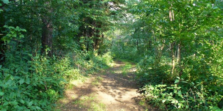 Tarnobrzeg. Kradzieże w lesie.