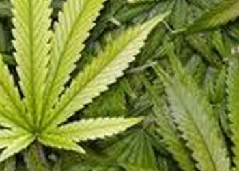 Stalowa Wola: Uprawiał konopie w wynajmowanym domu