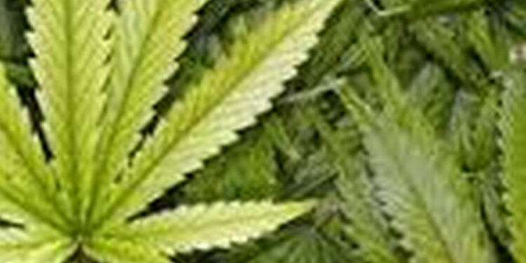 Stalowa Wola: Uprawiał konopie w wynajmowanym domu