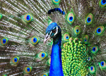 Mielec:  Skradziono ptaka