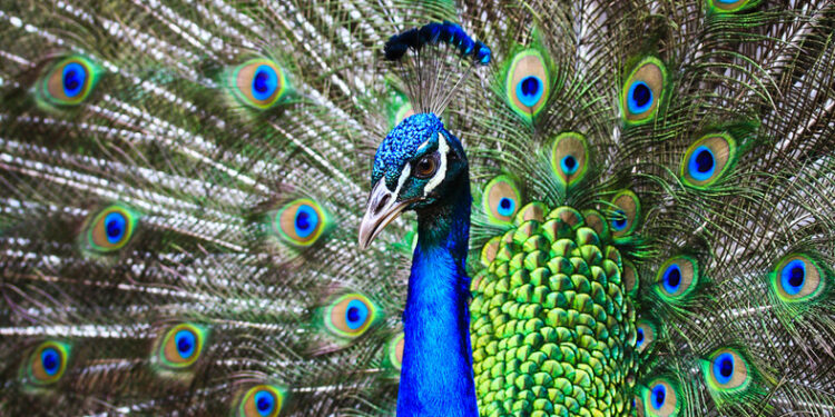 Mielec:  Skradziono ptaka