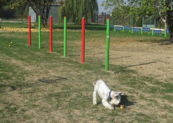 Kolbuszowa: Chce parku dla psów.