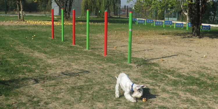 Kolbuszowa: Chce parku dla psów.
