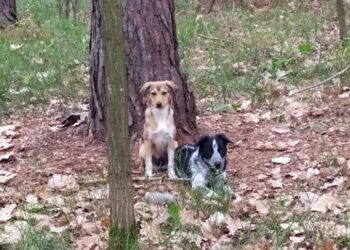 Mielec:   Pilnujmy naszych czworonogów