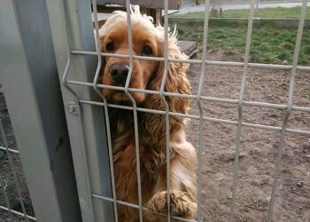 Mielec:  Emocje wokół schroniska dla zwierząt