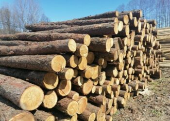 Mielec:  Co się stało z drzewem?