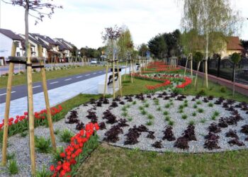 Połaniec. Zielono i kolorowo w mieście
