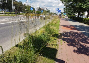 Tarnobrzeg. Droga zieleń.