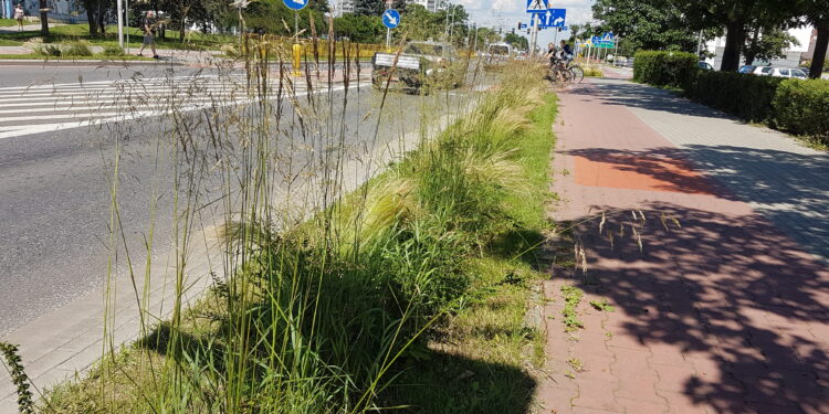 Tarnobrzeg. Droga zieleń.