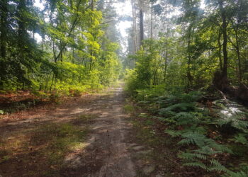 Projektowany Rezerwat Dolina Smarkatej.