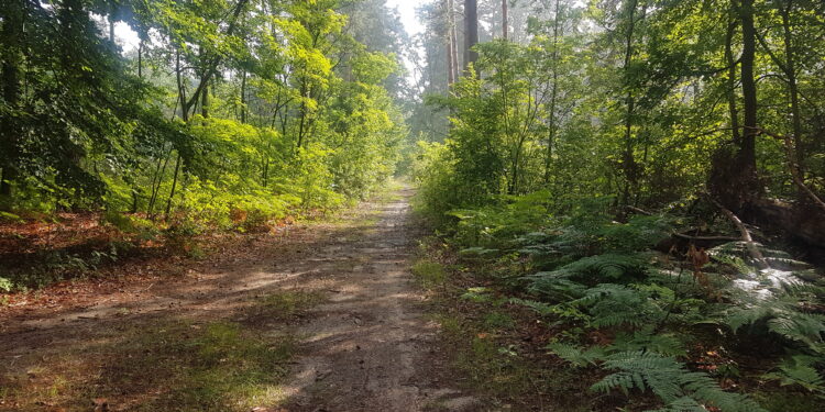 Projektowany Rezerwat Dolina Smarkatej.