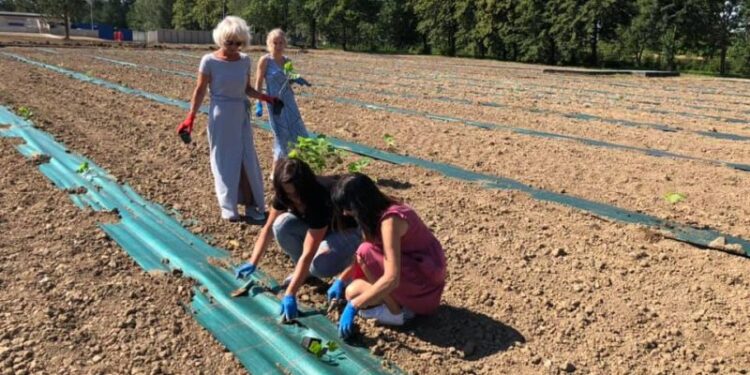 Dębica: Zielone płuca