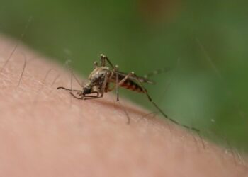 Tarnobrzeg. Będzie odkomarzanie.