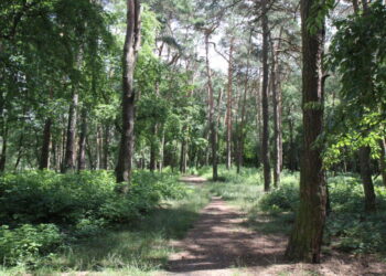 Mielec: Kolejny etap  modernizacji parku.