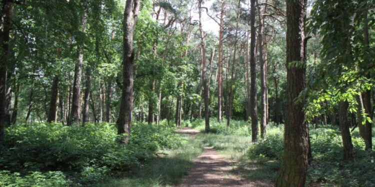 Mielec: Kolejny etap  modernizacji parku.