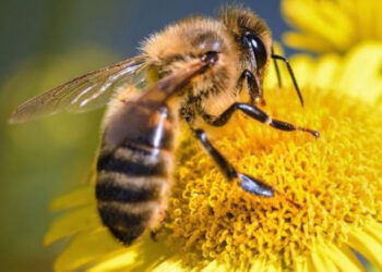 Stalowa Wola: W sobotę gra terenowa Jej Wysokość Pszczoła