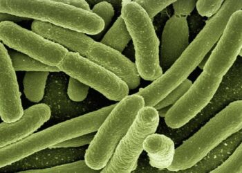 Wilczyce: Bakteria coli w wodzie.