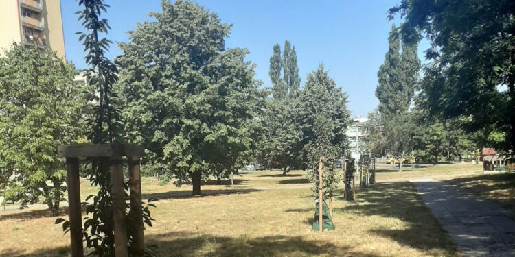 Stalowa Wola: Nowy system podlewania nasadzeń drzew podczas suszy