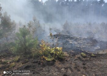 Grębów. Pożar poszycia leśnego w Porębach Furmańskich