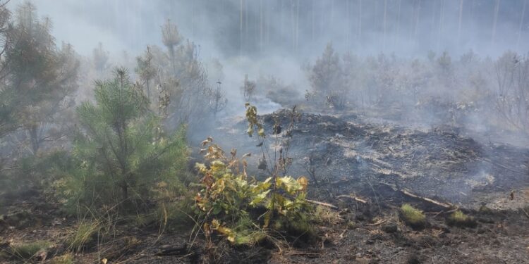 Grębów. Pożar poszycia leśnego w Porębach Furmańskich