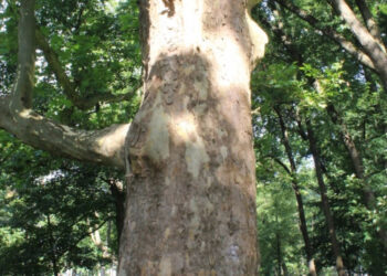 Nisko: Zmodernizowane alejki w parku i ścieżka edukacyjno-przyrodnicza.