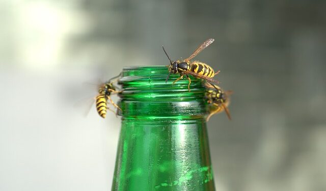 Mielec: Uważajmy na owady