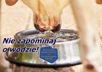 Sandomierz: Pamiętajmy o wodzie dla zwierząt.