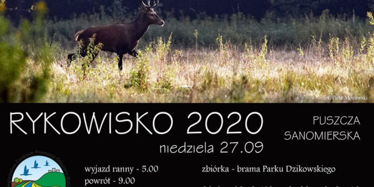 Tarnobrzeg. Centrum zaprasza na rykowisko.
