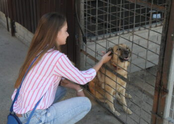 Mielec: Adoptujmy  nasze czworonogi