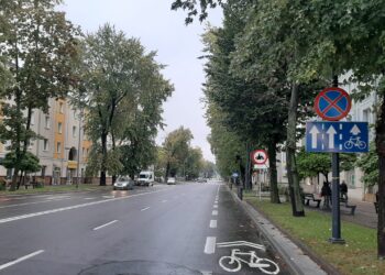 Mielec: Do wycinki 33 drzewa