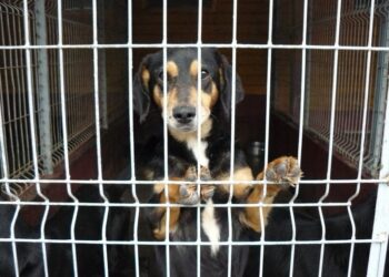 Mielec: Dzień Otwarty w schronisku dla zwierząt