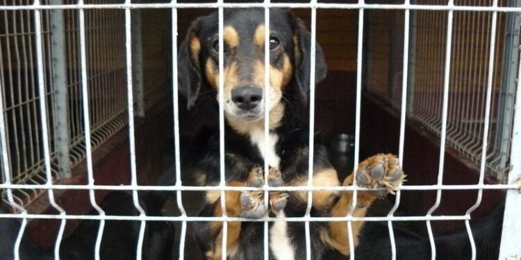 Mielec: Dzień Otwarty w schronisku dla zwierząt