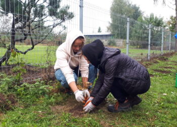 Sandomierz: Młodzież z „Rolnika” sadzi drzewa.