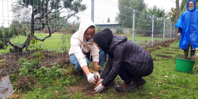 Sandomierz: Młodzież z „Rolnika” sadzi drzewa.