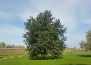 Tarnobrzeg. Ankieta oceniająca jakość życia.