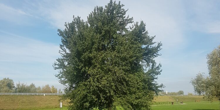 Tarnobrzeg. Ankieta oceniająca jakość życia.