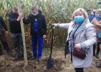 Sandomierz: Aleja platanowa nową atrakcją sandomierskiego pejzażu.