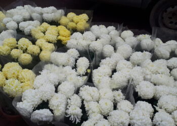 Sandomierz: Chryzantemy pod starostwem.