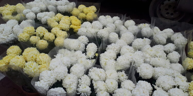 Sandomierz: Chryzantemy pod starostwem.