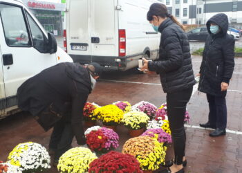 Sandomierz: Chryzantemy pod starostwem.