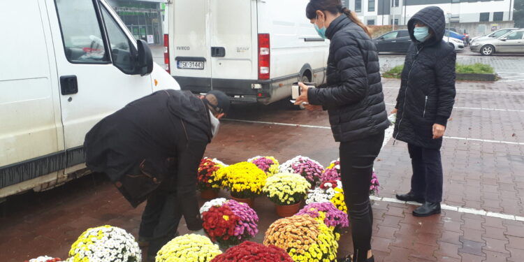 Sandomierz: Chryzantemy pod starostwem.