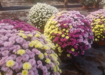 Sandomierz: Targ kwiatowy pod starostwem.