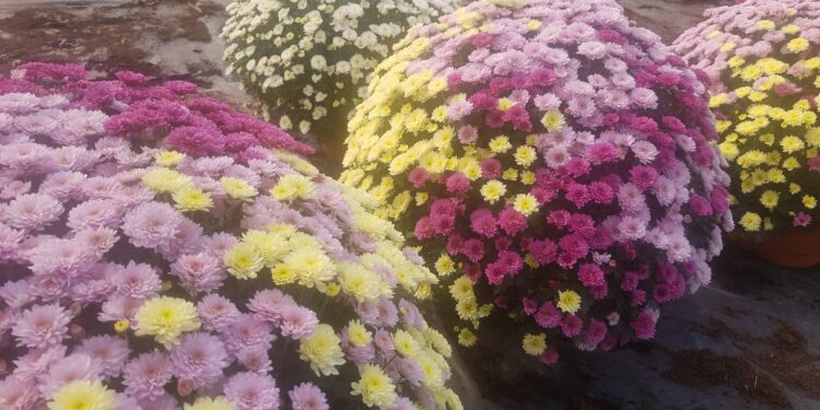 Sandomierz: Targ kwiatowy pod starostwem.