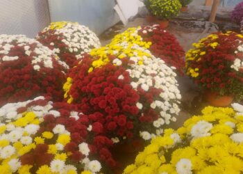 Opatów, Sandomierz: Rządowa pomoc dla producentów i sprzedawców chryzantem.