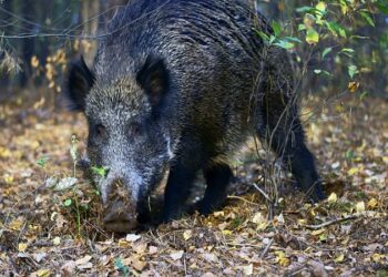 Mielec: Powiaty włączają się do walki z ASF